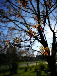 Low angle view of flowers on branch