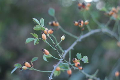 Close-up of plant growing on twig