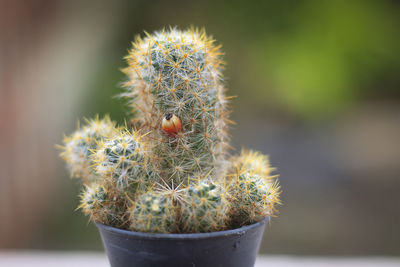 Close-up of cactus plant in pot