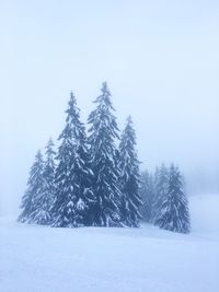 Pine trees on snow covered land against sky