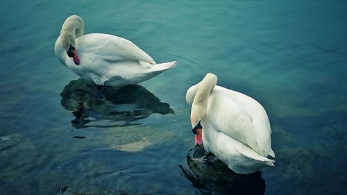 Swans swimming in water