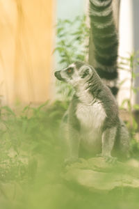 Lazy lemur in the forest