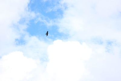 Low angle view of bird flying in sky