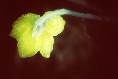 Close-up of leaf over black background