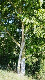Low angle view of tree