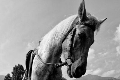 Low angle view of horse standing against sky