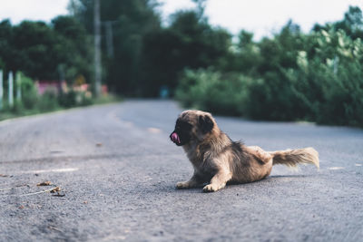 Dog looking away on road