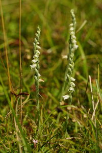 Close-up of plants growing on field