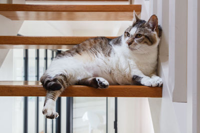 Cat resting on chair at home