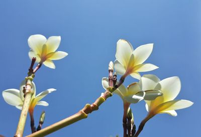 Close-up of white flower against clear sky