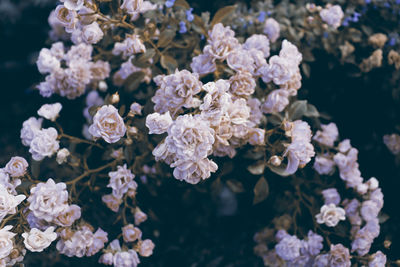 Close-up of white cherry blossom