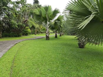 Palm trees on grass against sky