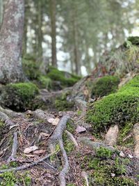 Moss growing on tree trunk in forest