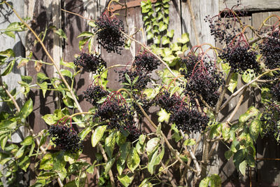 Close-up of purple flowering plants