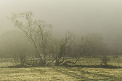 Trees in foggy weather