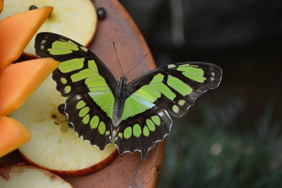 Close-up of butterfly perching on hand