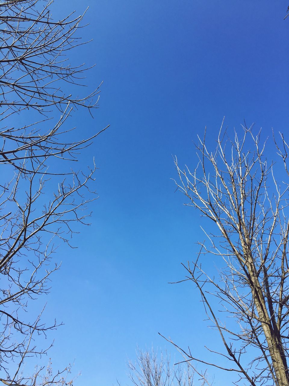 clear sky, blue, low angle view, bare tree, branch, copy space, tree, nature, beauty in nature, tranquility, high section, outdoors, day, no people, scenics, growth, sunlight, sky, silhouette, treetop