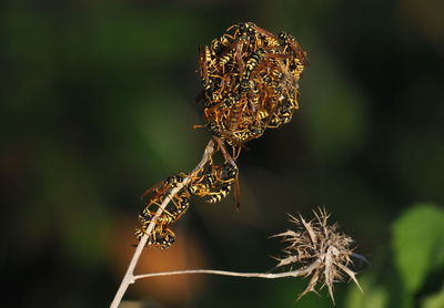 Close-up of wilted flower