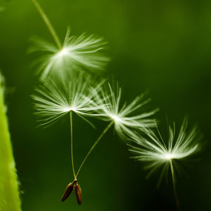 Close-up of dandelion on plant