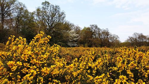 Yellow flowering plants on field against sky