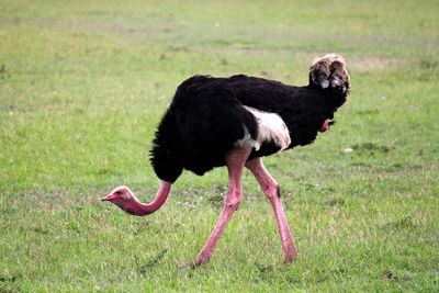 Side view of a bird on field