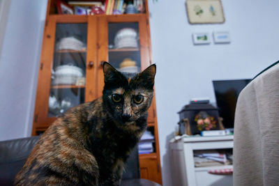 Close-up portrait of a cat at home