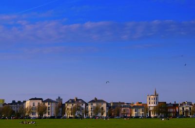 Bird flying over city against blue sky