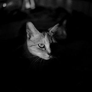 Close-up portrait of a cat
