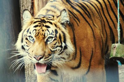 Close-up of tiger in zoo