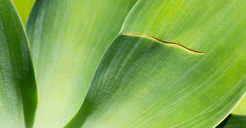 Close-up of green leaf on plant