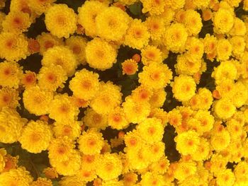 Full frame of yellow flowers