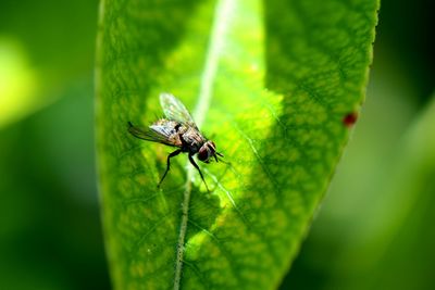 Close-up of insect on leaf