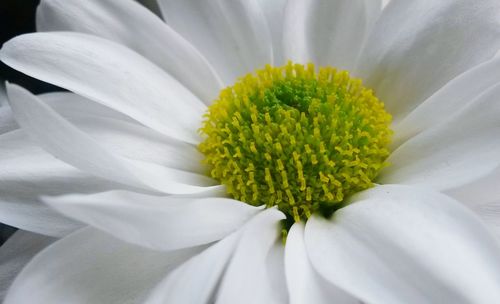 Close-up of white flower