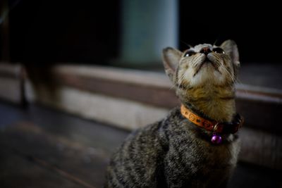 Cute cat looking up at home