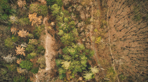 Full frame shot of trees in forest