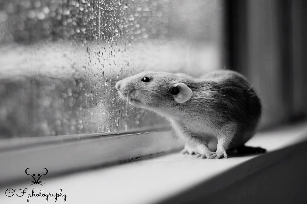 animal themes, window, transparent, one animal, glass - material, bird, wildlife, indoors, animals in the wild, selective focus, zoology, glass, season, perching, close-up, focus on foreground, animal head, no people, glass-material