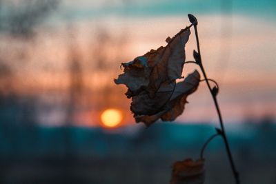 Close-up of dried leaves during sunset