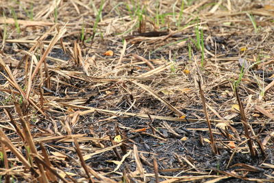 High angle view of dry plants on field