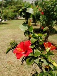 Close-up of red flowering plant