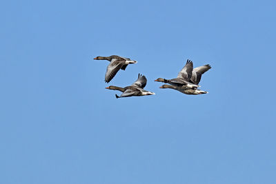 Low angle view of seagulls flying