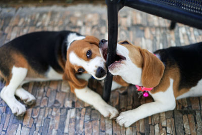 Beagle puppy biting chair leg