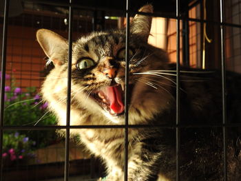 Portrait of cat yawning in cage