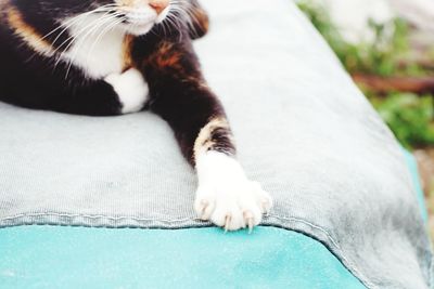 Close-up of cat lying down