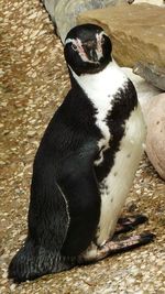 Close-up of penguin