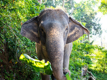 Close-up of elephant