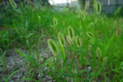 Close-up of fresh green grass in field