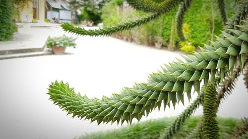 Close-up of succulent plant