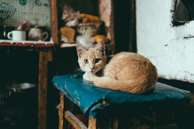 Portrait of cat sitting on seat at home