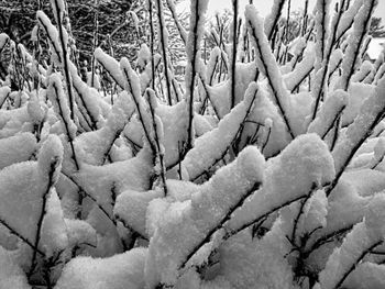 Close-up of bare tree