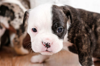 Close-up portrait of dog